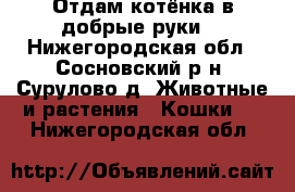 Отдам котёнка в добрые руки. - Нижегородская обл., Сосновский р-н, Сурулово д. Животные и растения » Кошки   . Нижегородская обл.